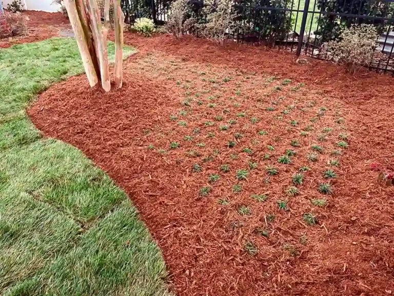 Mulching planting shrubs