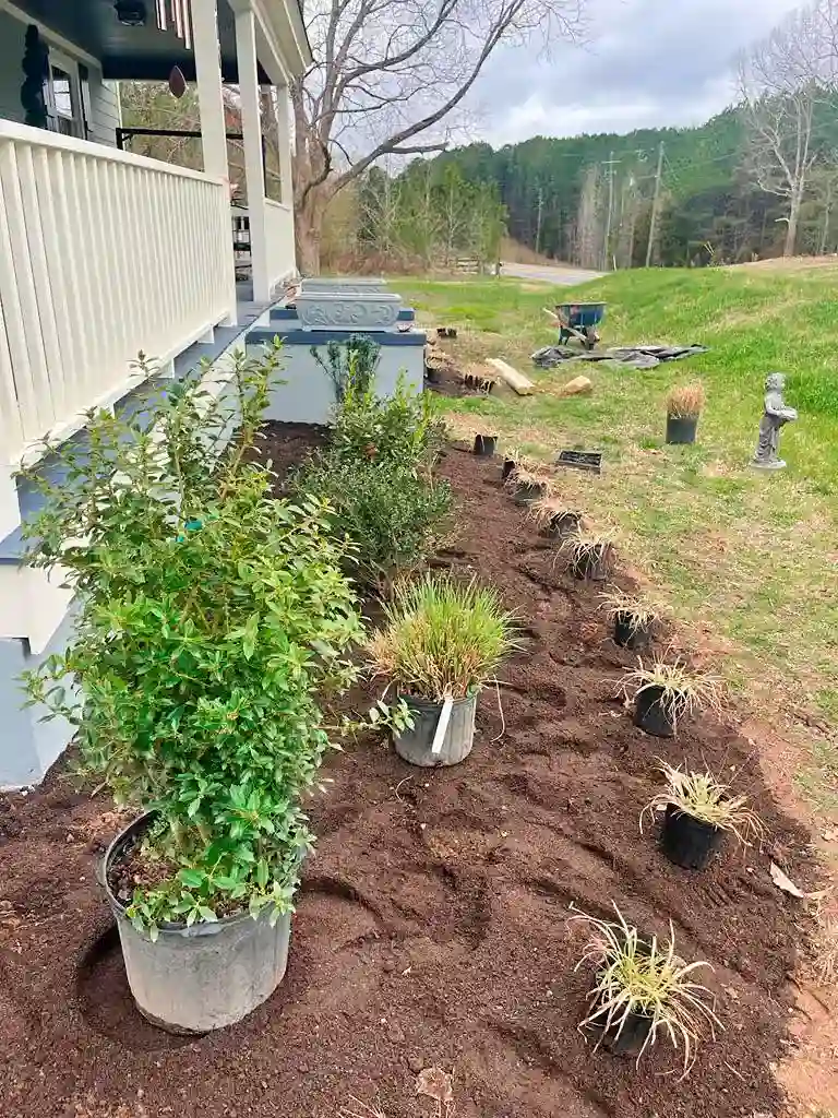 Planting frontyard