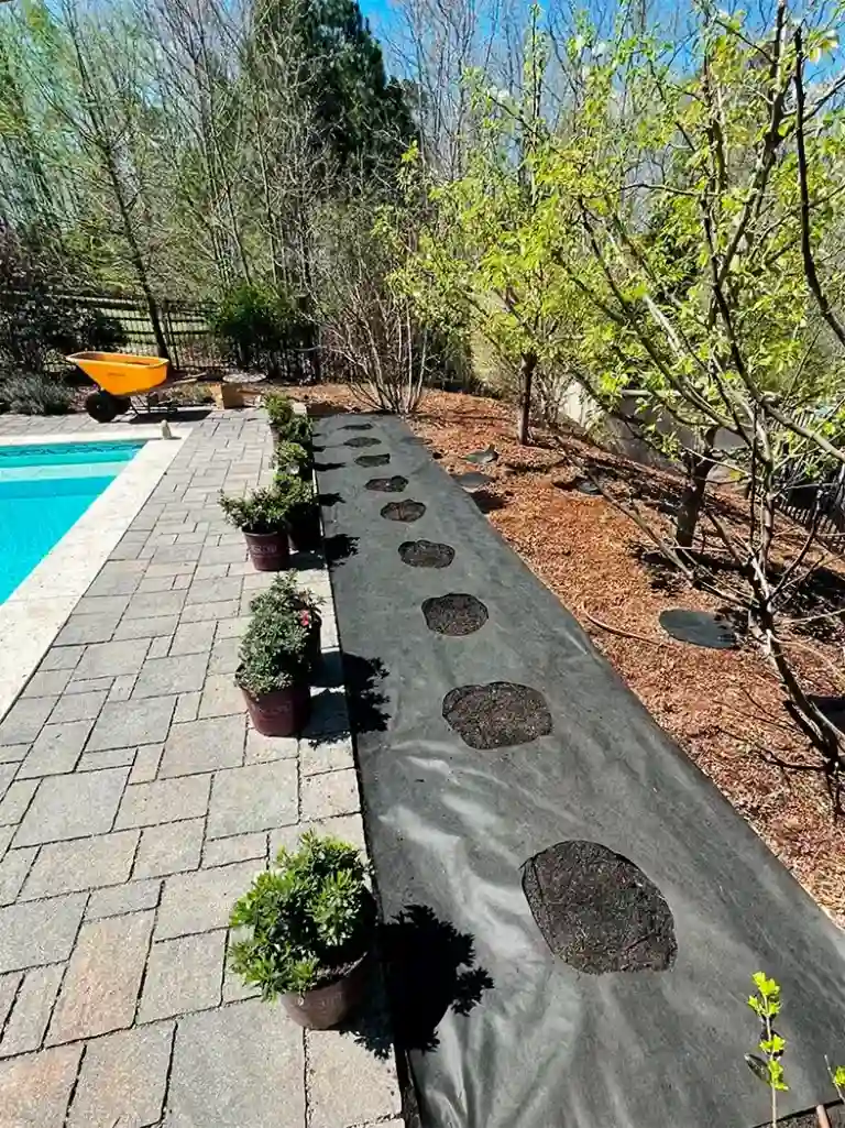 Planting shurbs