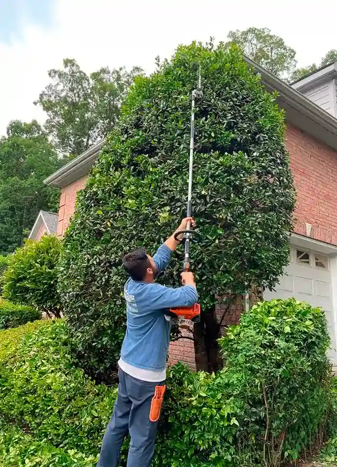 Pruning shrubs