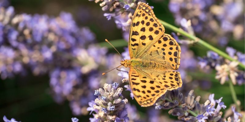 Supports Pollinators and Local Wildlife