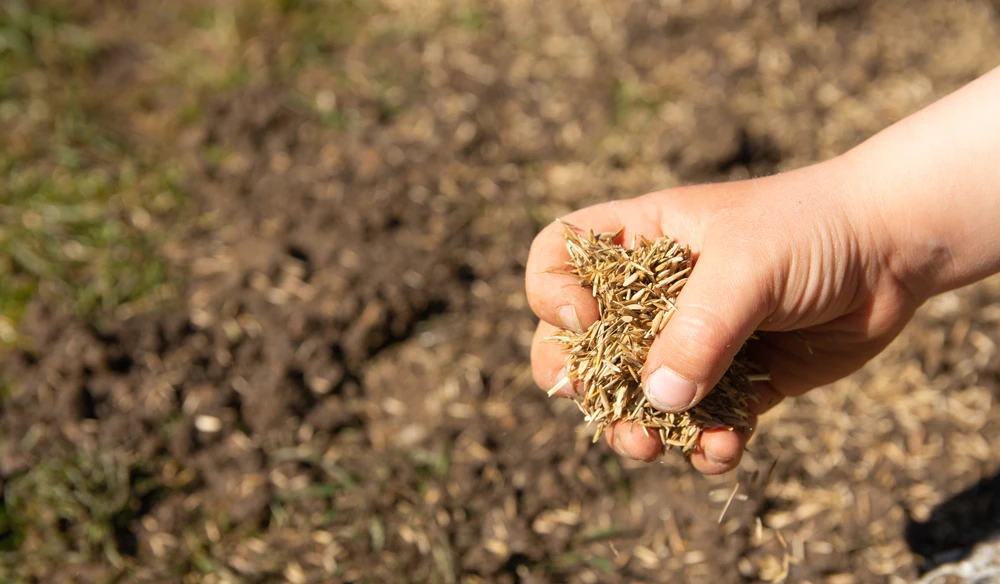 The Best Season to Plant Grass Seed in Durham NC