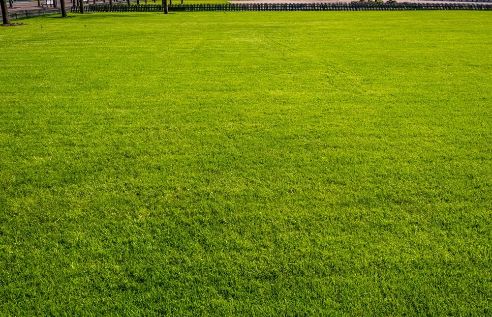 What to Expect Next Spring After Fall Lawn Seeding