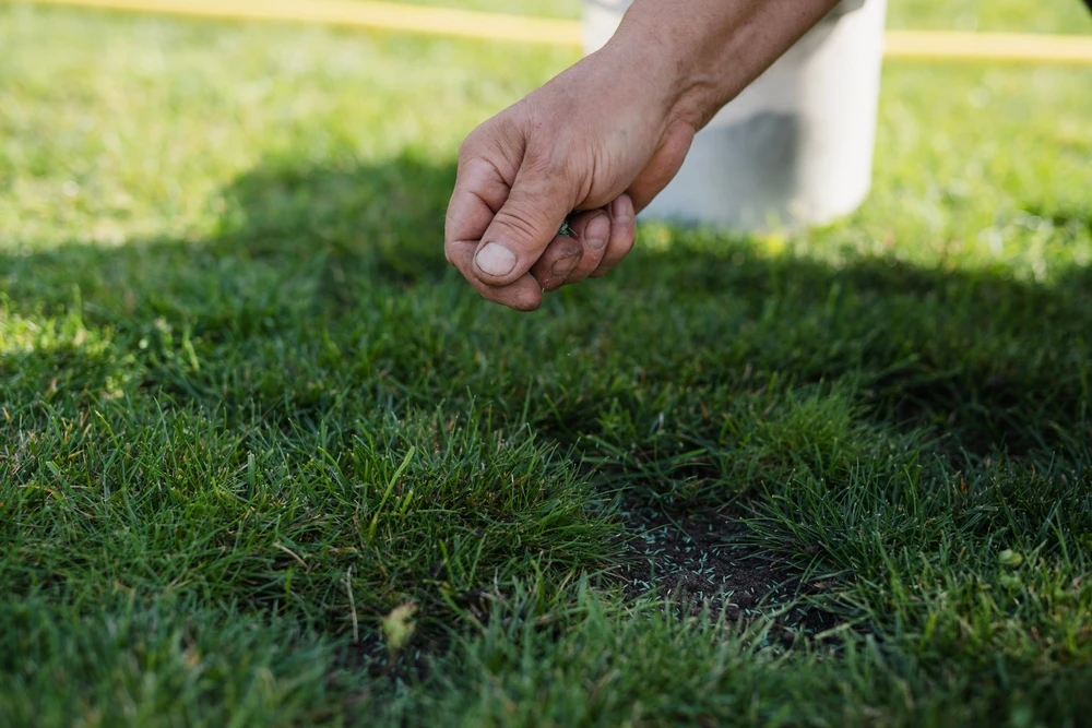 When to Plant Grass in the Fall in Durham NC 1
