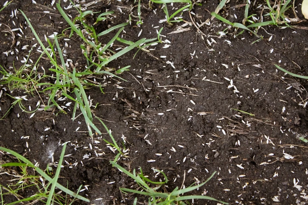 Why Overseeding Your Durham Lawn Matters