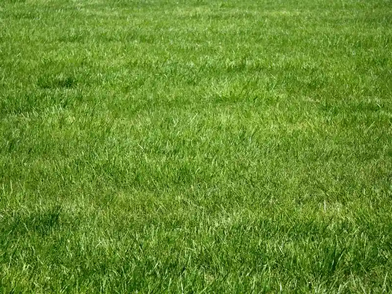 Kentucky bluegrass. Image is for the blog featuring the best cool season grass seed options.