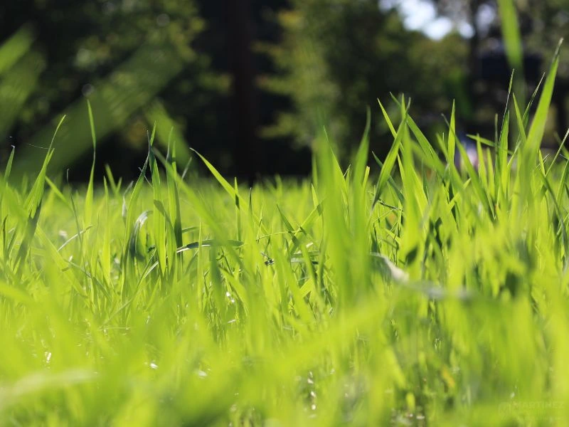 Blades of tall grass. Image accompanies the blog featuring the best cool season grass seed.