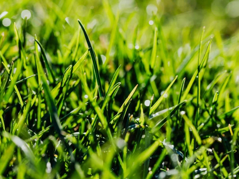 Fine fescue grass, a cool season grass and cool season grass seed. 