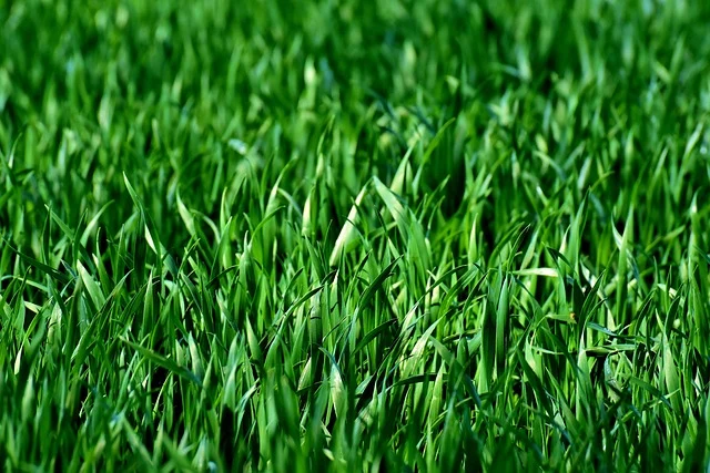 front yard landscaping ideas - green grass