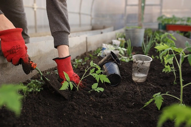 planting a vegetable garden in the front yard landscaping ideas