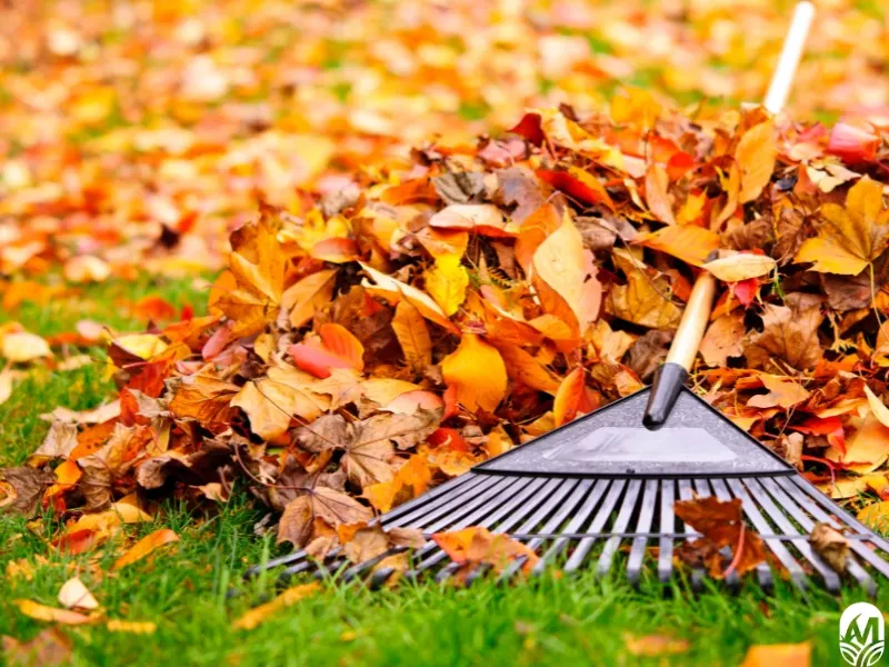 Rake and fall leaves. Image goes with blog answering "How much does leaf removal cost in NC?"