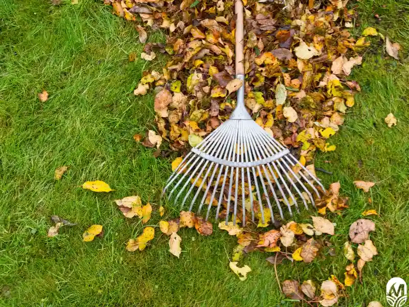 Raking dead leaves. Image goes with blog answering "How much does leaf removal cost in NC?"