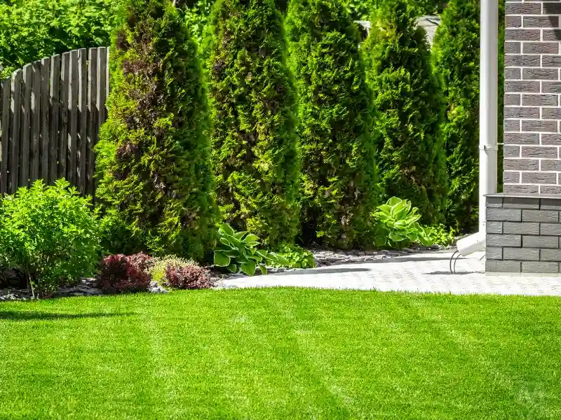 Vibrant lawn in backyard. lawn aeration and seeding in Durham, Cary, Raleigh.