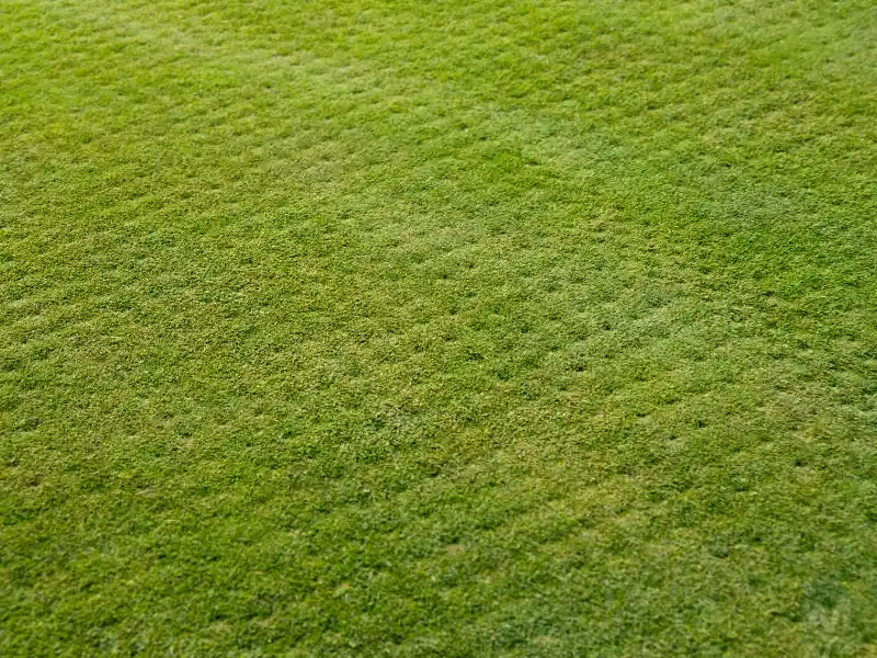 Aerated lawn. lawn aeration service, lawn aeration and seeding in Durham, Cary, Raleigh. 