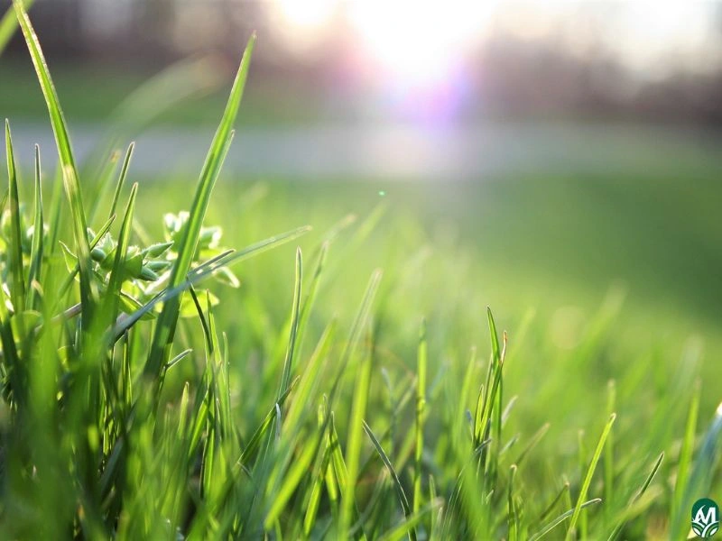 Close-up of grass blades.