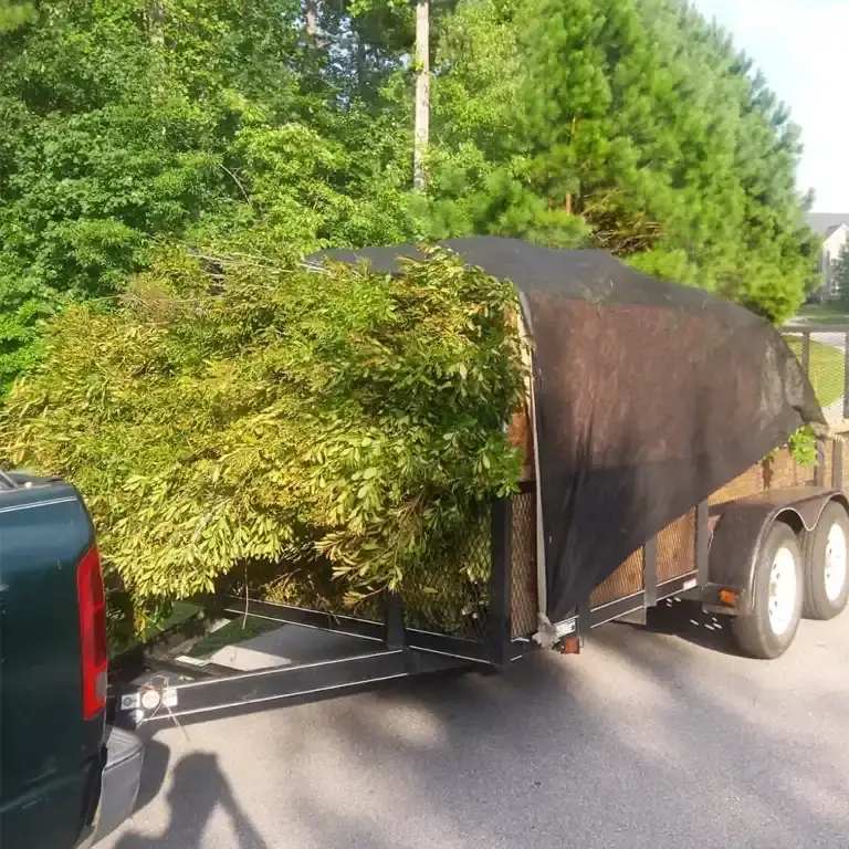 nc tree removal service