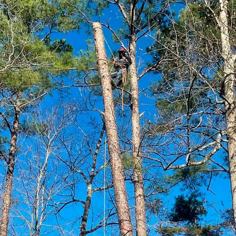 NC tree trimming service